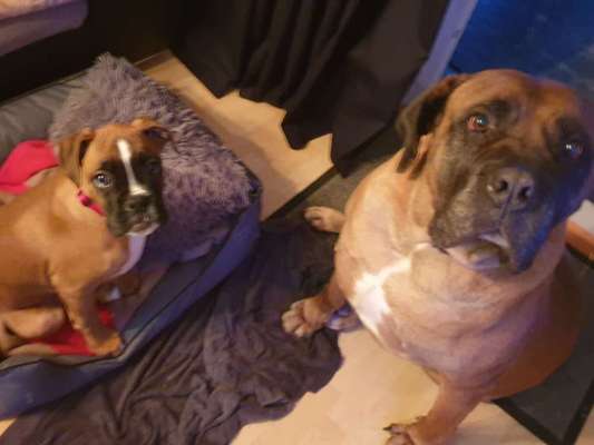 Bester Freund, Hundekumpel - zeigt her!-Beitrag-Bild