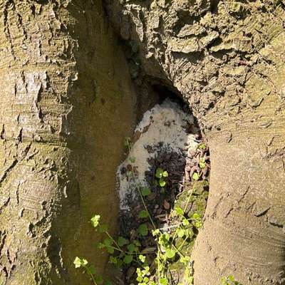 Giftköder-Komisches Pulver an Bäumen-Bild