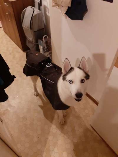 Hundetreffen-Spiel & Spazieren mit Snow in Stockerau !!!-Bild