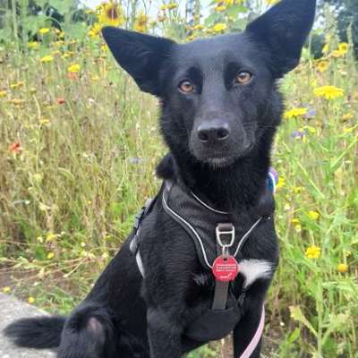 Hundetreffen-Kleine Flitzer gesucht-Bild