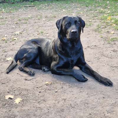 Hundetreffen-Spielfreunde oder Spaziergang gesucht in Eichtalpark.-Bild