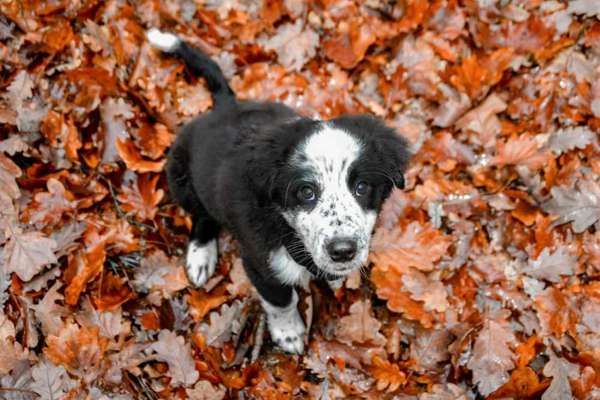 Zeigt mal die schönsten Bilder von euren Hunden !-Beitrag-Bild