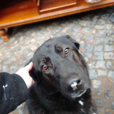 Hundetreffen-Suche Gassitreff, Spieletreffen, Sozialkontakte-Bild