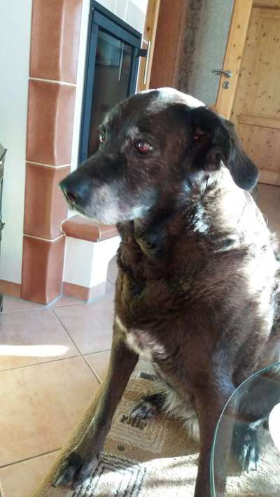 Unsere Fellnasen im Regenbogenland-Beitrag-Bild