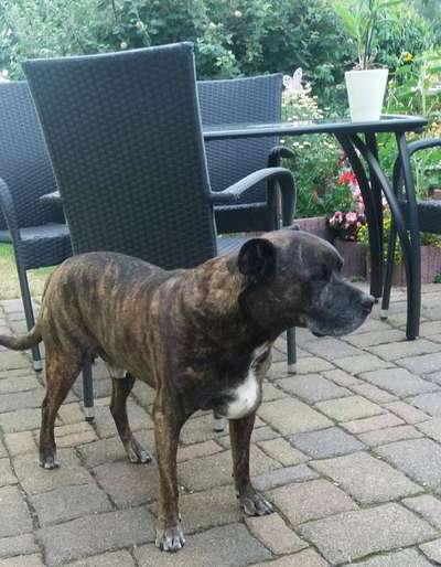 Unsere Fellnasen im Regenbogenland-Beitrag-Bild