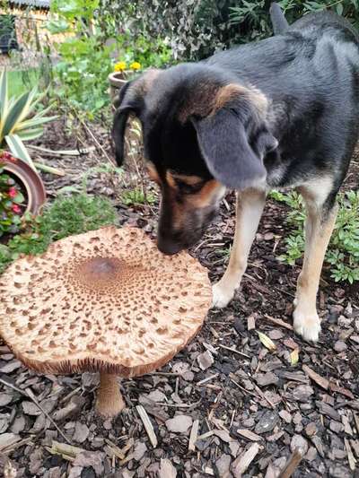 Dogorama Photo Challenge - Pilze-Beitrag-Bild