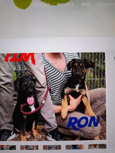 TierschutzhundeStammtisch🐕-Beitrag-Bild