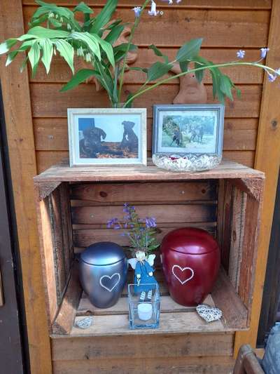 Arbeit und Hund-Beitrag-Bild