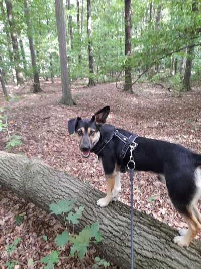 Fotosammlung: ,,Der natürliche Hund" Unbearbeitet, ungestellt und in Natura-Beitrag-Bild