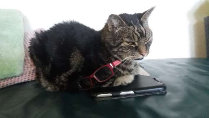 Unsere Fellnasen im Regenbogenland-Beitrag-Bild