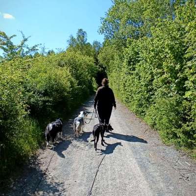 Hundetreffen-Social-Walk's-Bild