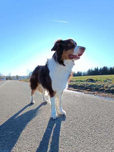 Hundetreffen-Social-Walk's-Bild