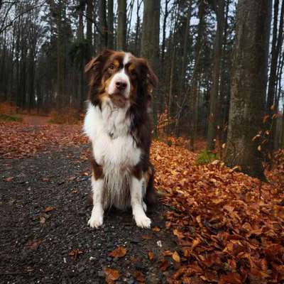 Hundetreffen-Neue Gassifreunde gesucht-Bild