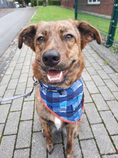 Die Dogorama Wochen Challenge-Beitrag-Bild