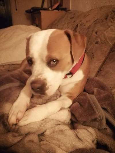 Warum liebst du deinen Hund?-Beitrag-Bild