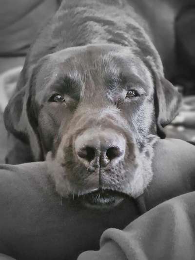 Zeigt mir die tollste Nahaufnahme von eurer Fellnase-Beitrag-Bild