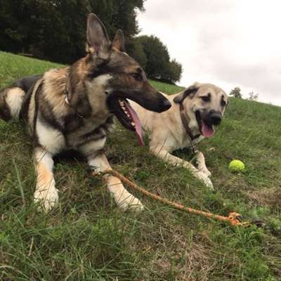 Hundetreffen-Gassigehen und Spielen-Bild