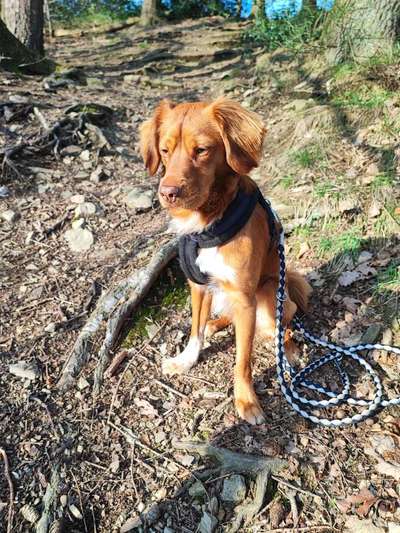 Nova Scotia Duck Tolling Retriever-Beitrag-Bild