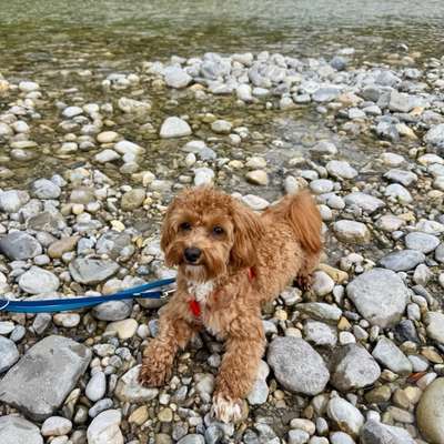 Hundetreffen-Kennenlernen treffen oder Gassirunde mit meinem 1jährigen Maltipoo-Bild