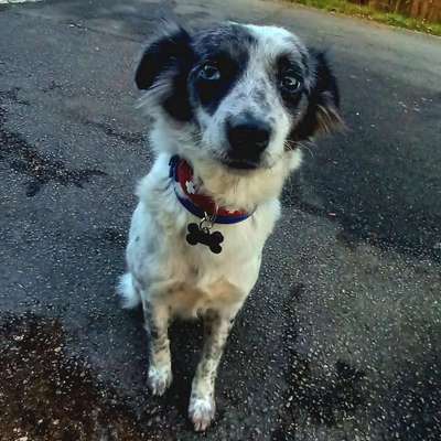Hundetreffen-Suche Trainingspartner