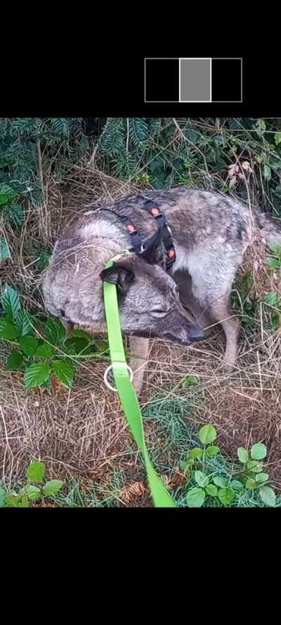 Die Dogorama-Wochen-Challenge "Die schönste Grimasse"-Beitrag-Bild