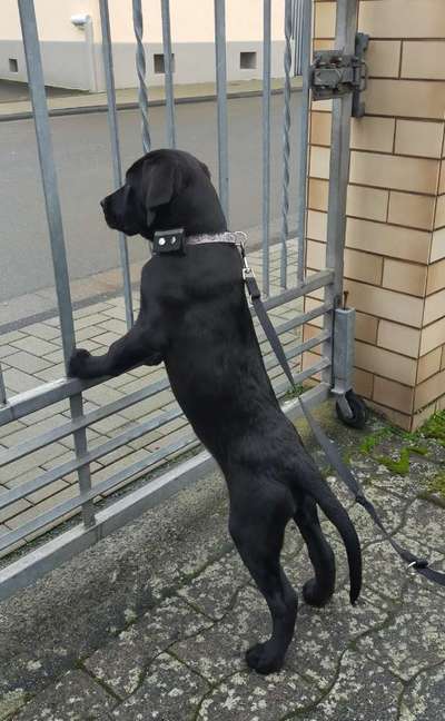 Hundegewicht - Futterabmessung-Beitrag-Bild