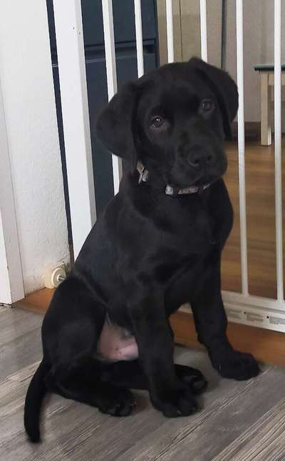 Schweizer Sennenhunde-Beitrag-Bild