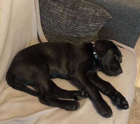 Hundegewicht - Futterabmessung-Beitrag-Bild