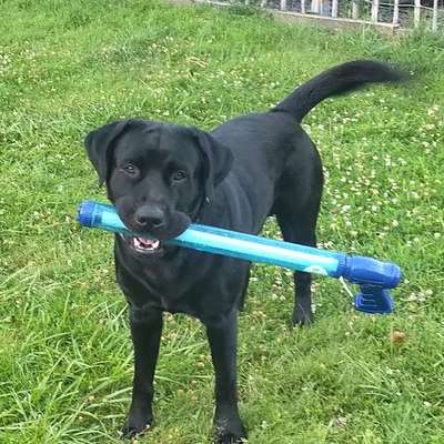 Hundetreffen-Jack sucht Freunde-Bild
