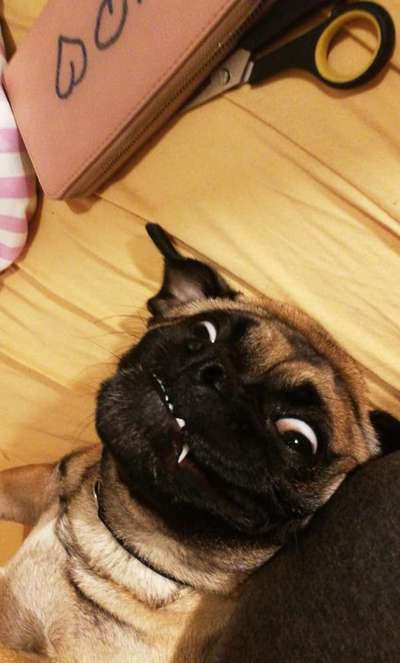 Lustigsten Grimassen von euren Hunden-Beitrag-Bild