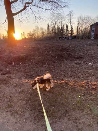 Dogorama Photo Challenge - Der Frühling kommt-Beitrag-Bild