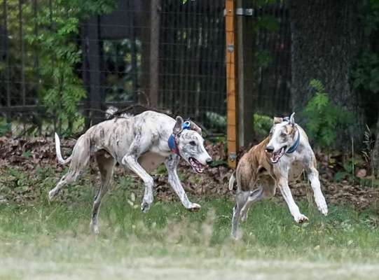 Hundeauslaufgebiet-Windhundwiese Waldsteinberg-Bild