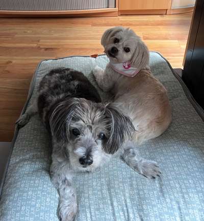 🐶 Sind Bürohunde jetzt VERBOTEN?! 😱-Beitrag-Bild