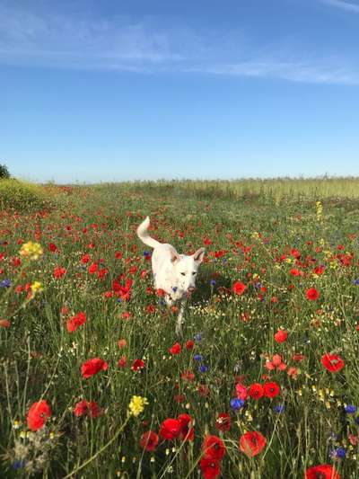 Die Dogorama Monats Challenge "Es grünt und blüht"-Beitrag-Bild