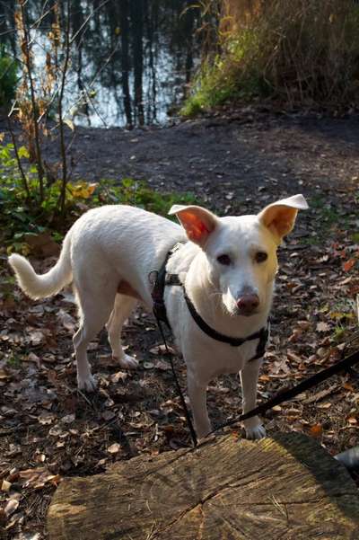 Die Dogorama Kalender Challenge Teil 1/4-Beitrag-Bild