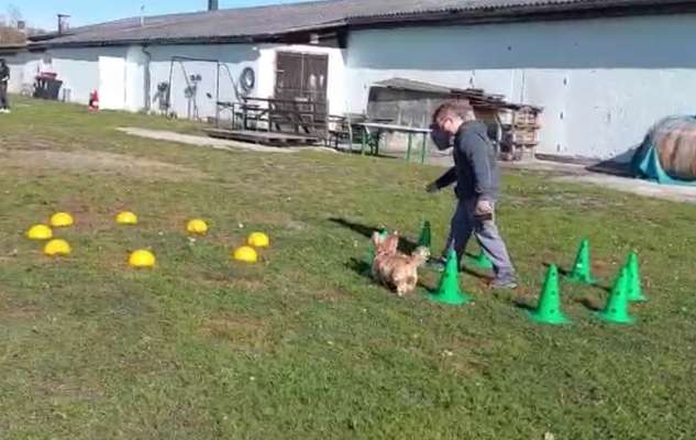 Giftköder-Longieren mit dem Hund-Bild