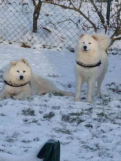 Samojede-Beitrag-Bild