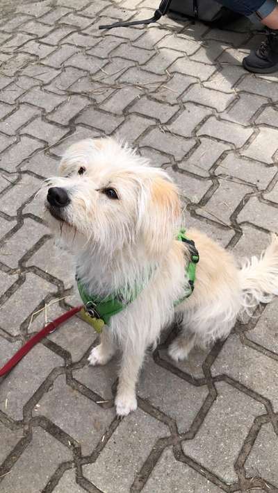 Mischlingshunde Foto Aufruf-Beitrag-Bild