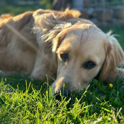 Hundetreffen-Spaziergänge, Spieletreffen-Bild