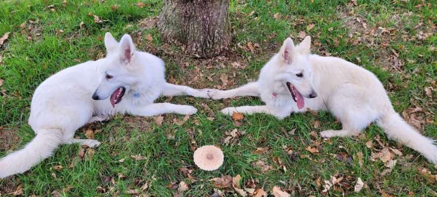 Weiße Schweizer Schäferhunde-Beitrag-Bild