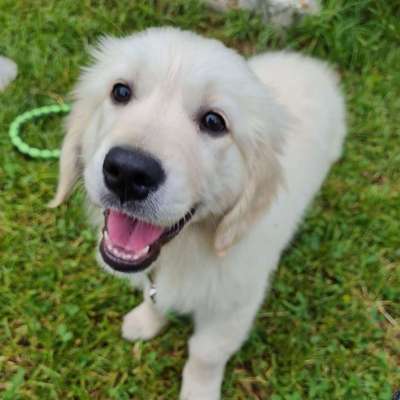 Wo sind die Golden Retriever Liebhaber?-Beitrag-Bild