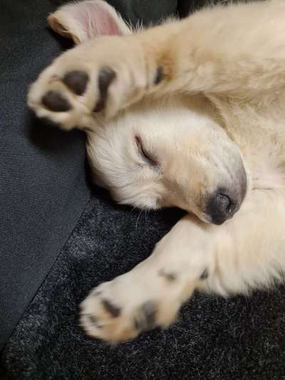 Wo sind die Golden Retriever Liebhaber?-Beitrag-Bild
