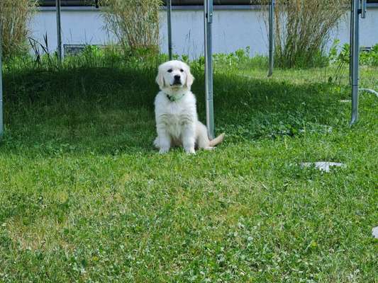 Golden Retriever-Beitrag-Bild