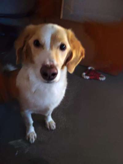 Unsere Fellnasen-Vielfalt im Überblick!-Beitrag-Bild