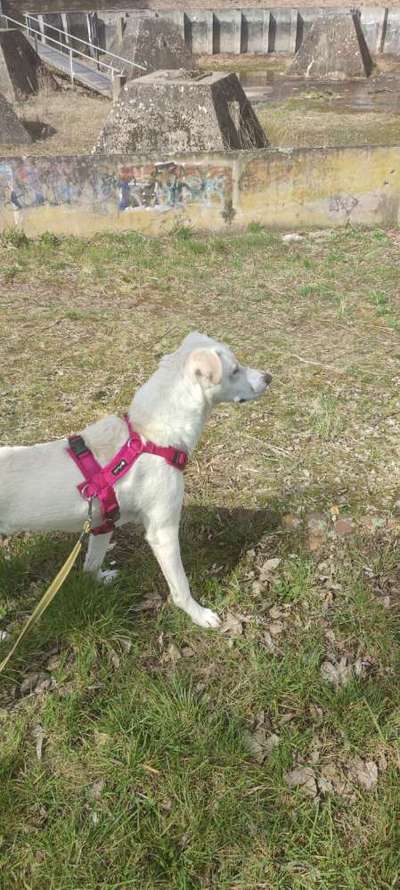 Gut sitzendes Geschirr für sehr spitz zulaufenden Brustkorb-Beitrag-Bild