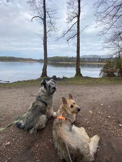 Schafpudel-Beitrag-Bild