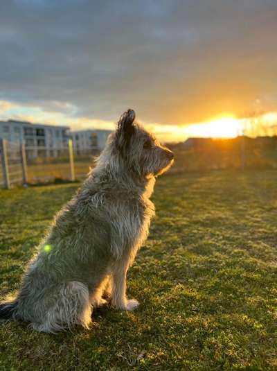 Schafpudel-Beitrag-Bild