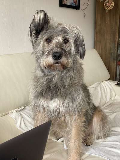 Schafpudel-Beitrag-Bild