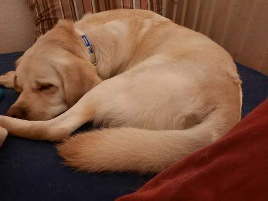 Labradorfans-Beitrag-Bild