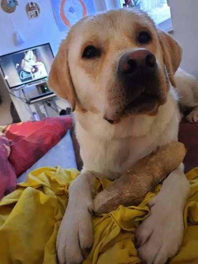 Rassen und ihre Eigenschaften-Beitrag-Bild